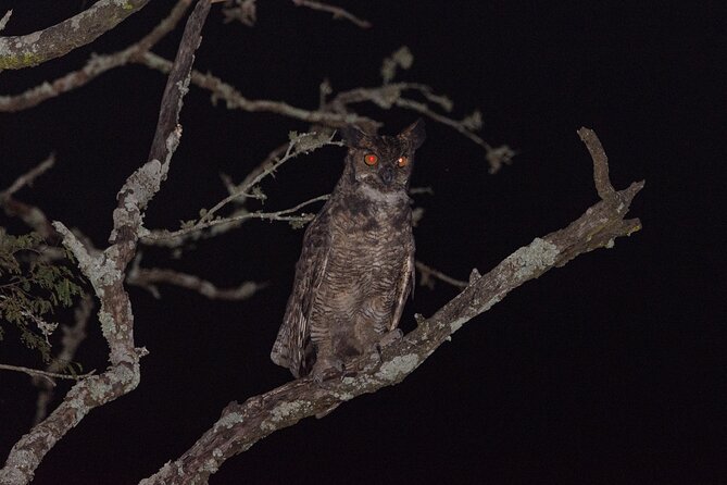 Birding and Nature Chaco Tour - From Asunción to the humid Chaco before sunrise