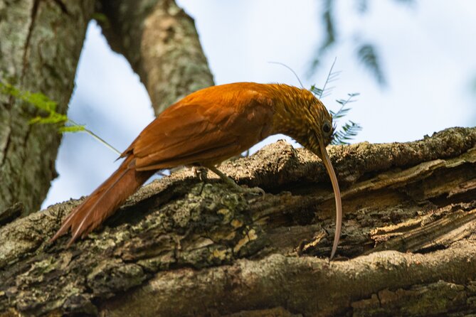 Birding and Nature Chaco Tour - Birds to watch for in Presidente Hayes