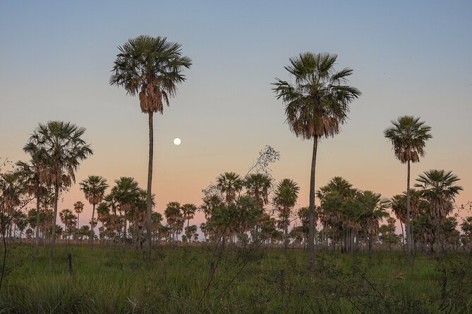 Birding and Nature Chaco Tour - A private tour priced for serious convenience