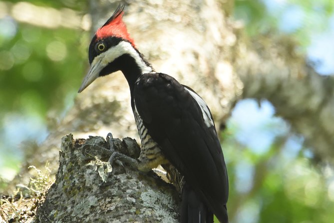 Birding and Nature Chaco Tour - La Rafaela and Estancia La Playada