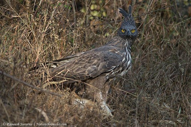 Birding & Bird Photography tour in Bangalore - Key details for a full day around Bangalore