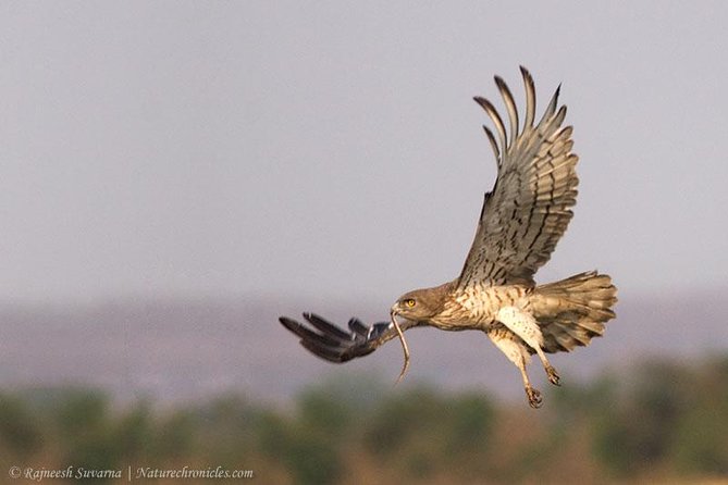 Birding & Bird Photography tour in Bangalore - Nandi Hills and the higher route