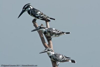 Birding & Bird Photography tour in Bangalore