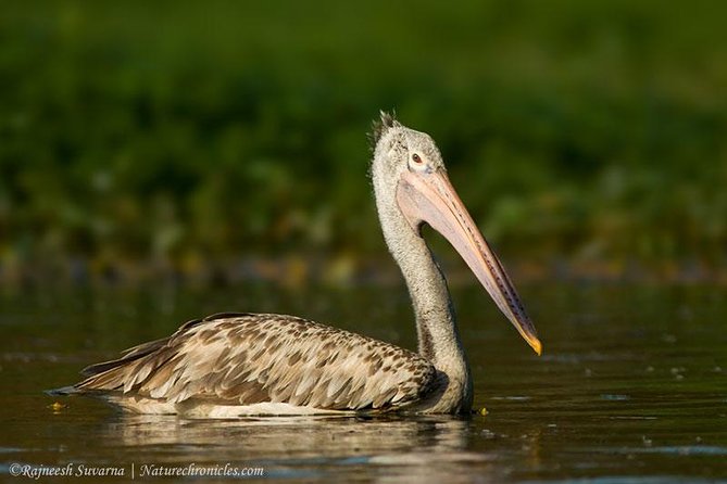 Birding & Bird Photography tour in Bangalore - Valley School and quieter green spaces