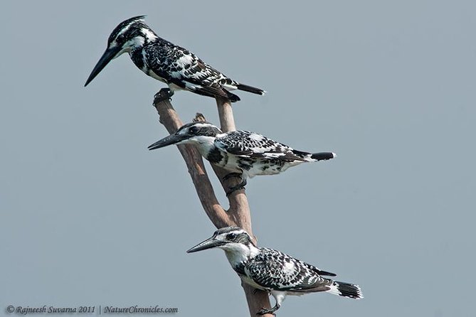 Birding & Bird Photography tour in Bangalore - The 6:00 AM start and the first light