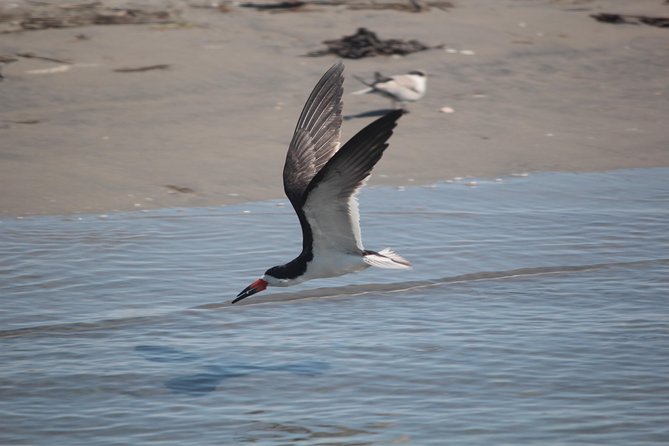 Birding By Boat on the Osprey - Key points to know before you go