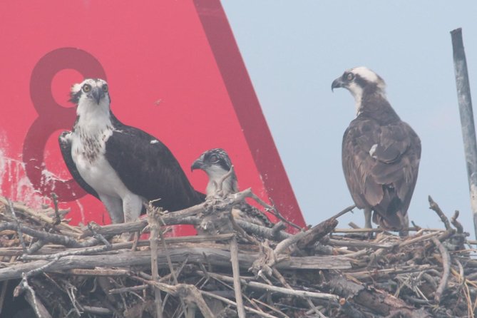 Birding By Boat on the Osprey - Why Cape May is such a strong birding base