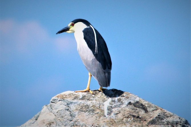 Birding By Boat on the Osprey - Captain Bob and the naturalist make the difference