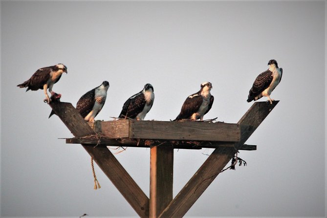 Birding By Boat on the Osprey - Binoculars, viewing, and photography