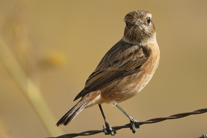 Birding Costa del Sol Day tour - Punta de Calaburras and the first coastal birds
