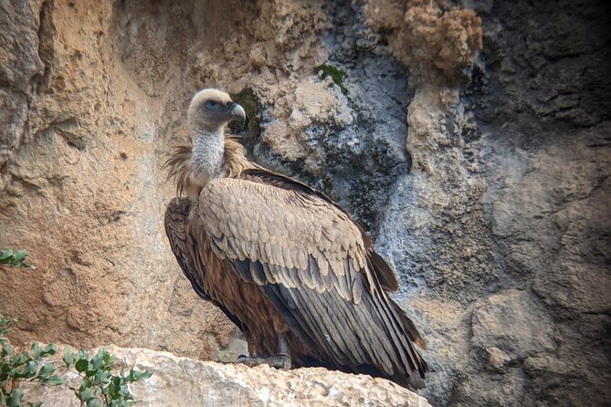 Birding Costa del Sol Day tour - Sierra de las Nieves and the final mountain habitat