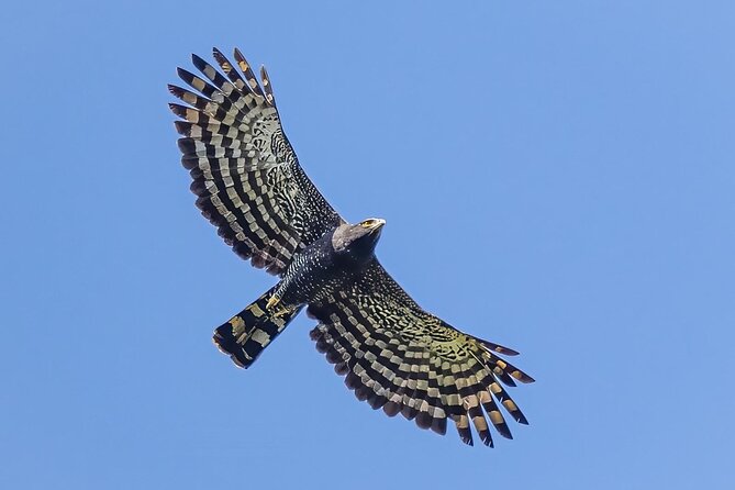 Birding for beginners - Meeting at 8:00 am in Sayulita