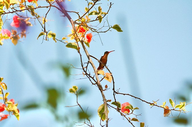 Birding for beginners - What Katja adds to the morning