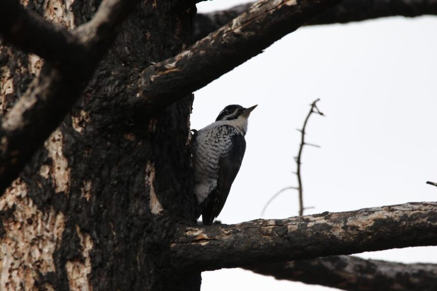 Birding Hike and Hot Spring Soak from Denver - Booking details worth knowing