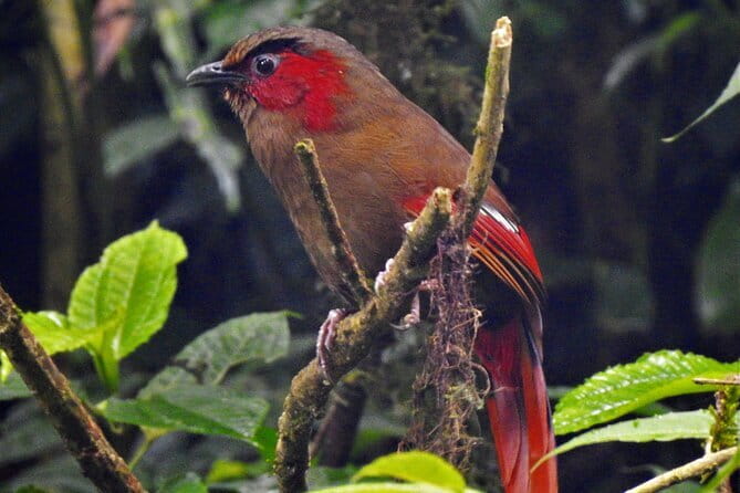 Birding Hike: Day Birdwatching in Kathmandu - The morning start and private drive