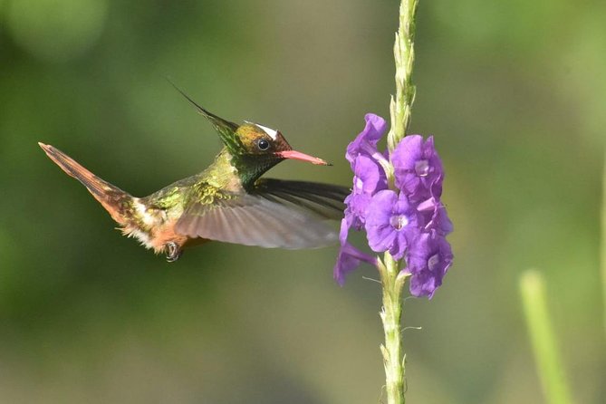 Birding in the Rainforest - Key Points for Birding in Uvita