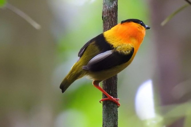 Birding in the Rainforest - Why Uvita Is a Fine Place for a Morning Birding Walk
