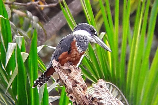 Birding in the Rainforest - What You May See Around Uvita