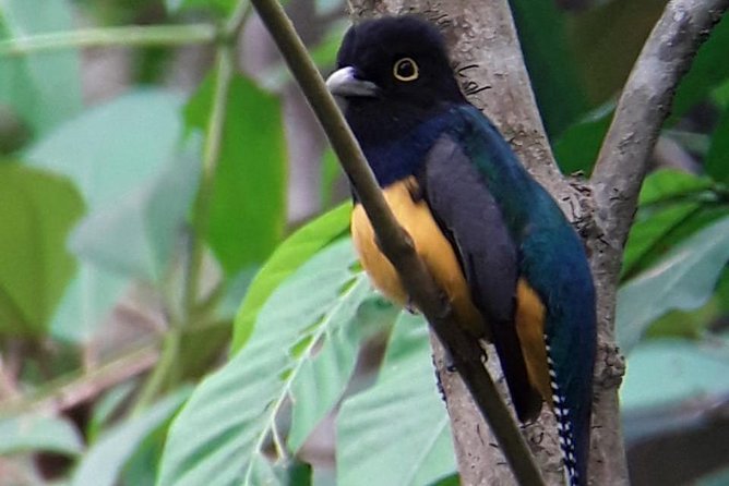 Birding in the Rainforest - Meeting Greivin or Andrea at 6:00 am