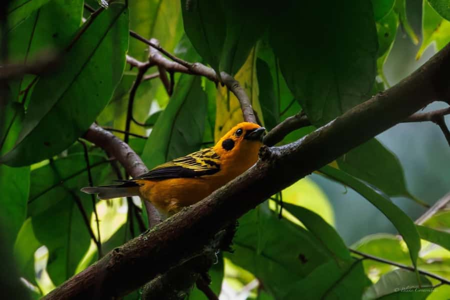 Birding Medellin with expert bird-watcher (Private) - Key points about birding near La Romera