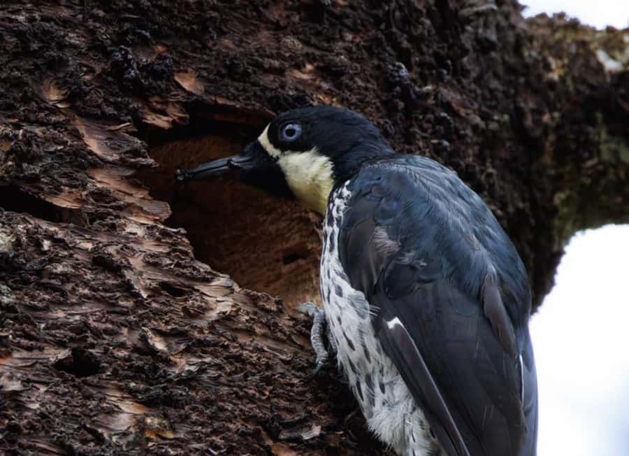 Birding Medellin with expert bird-watcher (Private) - Learning to hear what you cannot see