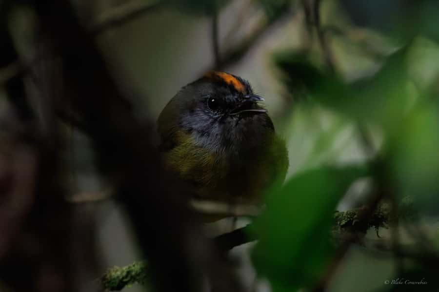 Birding Medellin with expert bird-watcher (Private) - Birds you might see at La Romera
