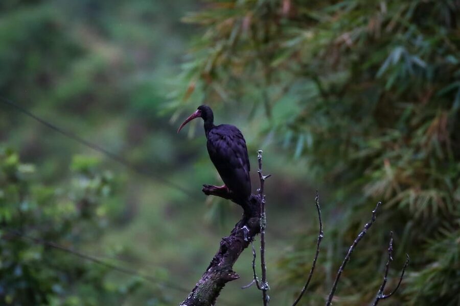 Birding Medellin with expert bird-watcher (Private) - Breakfast, coffee, and useful comforts