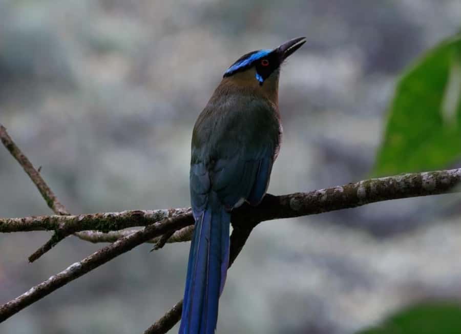 Birding Medellin with expert bird-watcher (Private) - Who will enjoy this private outing most?
