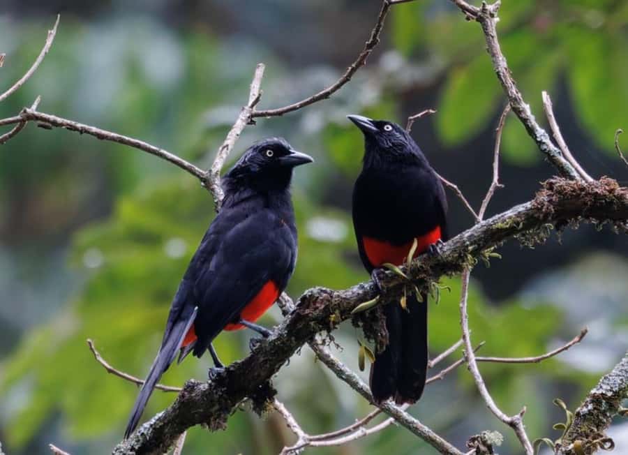 Birding Medellin with expert bird-watcher (Private) - What the six-hour walk is really like