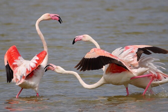 Birding & Photography Day Trip to Doñana from Seville - Key points for choosing this Doñana day trip