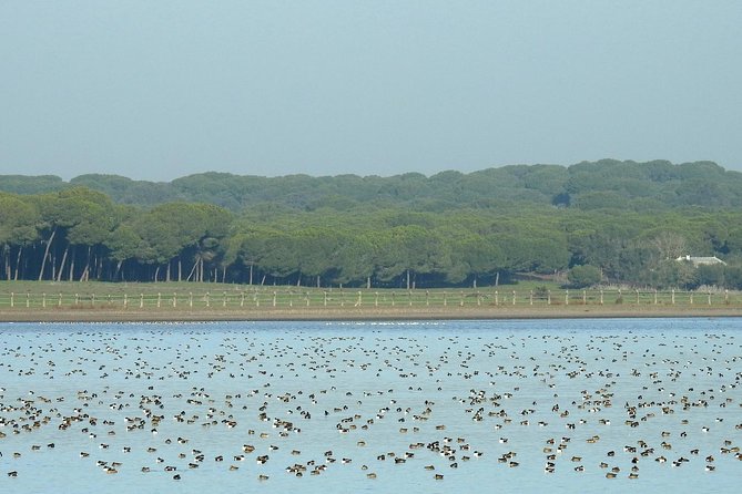 Birding & Photography Day Trip to Doñana from Seville - Leaving Seville at 8:30 a.m.