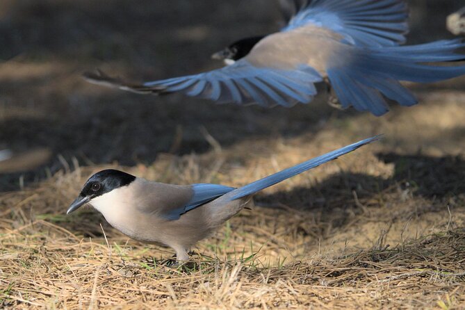 Birding & Photography Day Trip to Doñana from Seville - How the birding and photography work