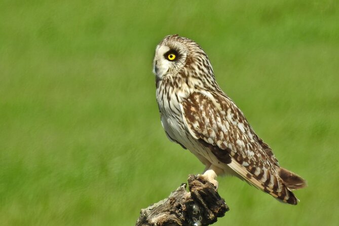 Birding & Photography Day Trip to Doñana from Seville - The guide can make or break the day