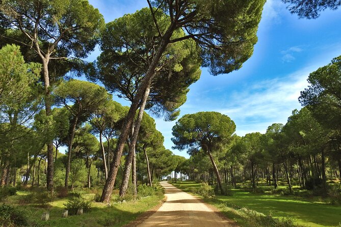 Birding & Photography Day Trip to Doñana from Seville - What an eight-hour visit really feels like