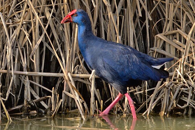 Birding & Photography Day Trip to Doñana from Seville - Is the $150.85 price good value?