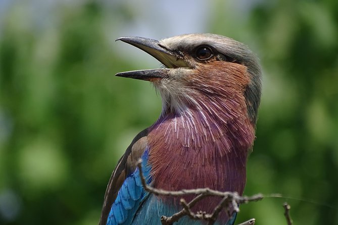 Birding Safari Experience in Livingstone - MINIMUM 2 PEOPLE - Key points at a glance