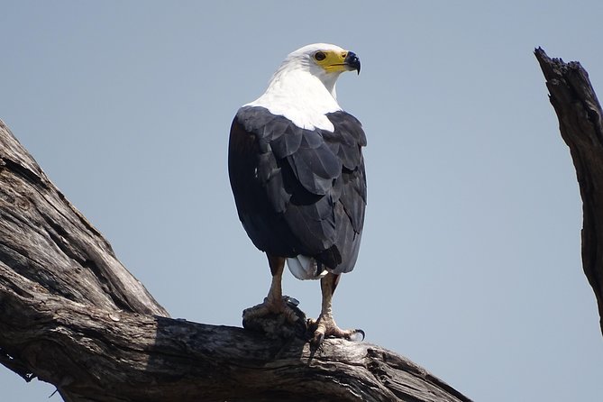 Birding Safari Experience in Livingstone - MINIMUM 2 PEOPLE - Why this Livingstone bird safari works