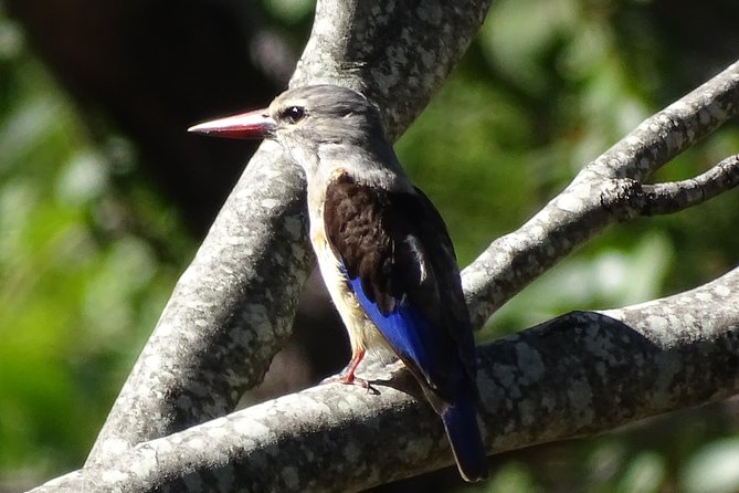 Birding Safari Experience in Livingstone - MINIMUM 2 PEOPLE - Short walks add another viewpoint