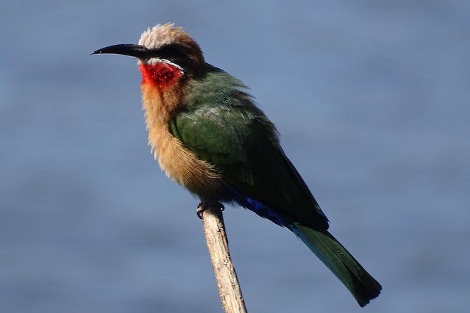 Birding Safari Experience in Livingstone - MINIMUM 2 PEOPLE - A picnic overlooking the river