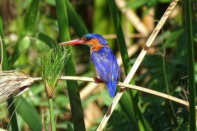 Birding Safari Experience in Livingstone - MINIMUM 2 PEOPLE - Private pacing is the real advantage