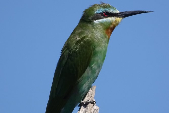 Birding Safari Experience in Livingstone - MINIMUM 2 PEOPLE - Who will enjoy this most