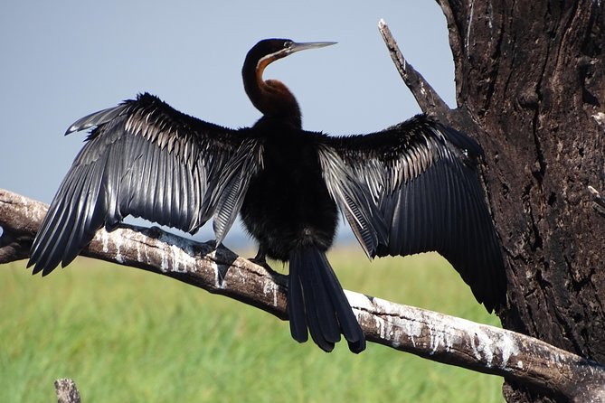 Birding Safari Experience in Livingstone - MINIMUM 2 PEOPLE - Practical booking advice for Livingstone