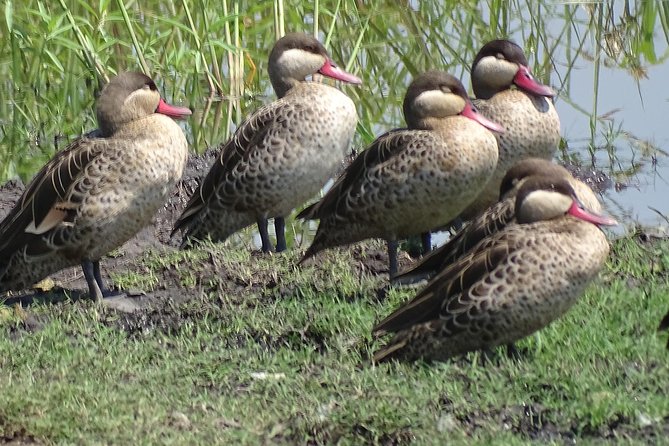 Birding Safari Experience in Livingstone - MINIMUM 2 PEOPLE - Starting early beside the Zambezi