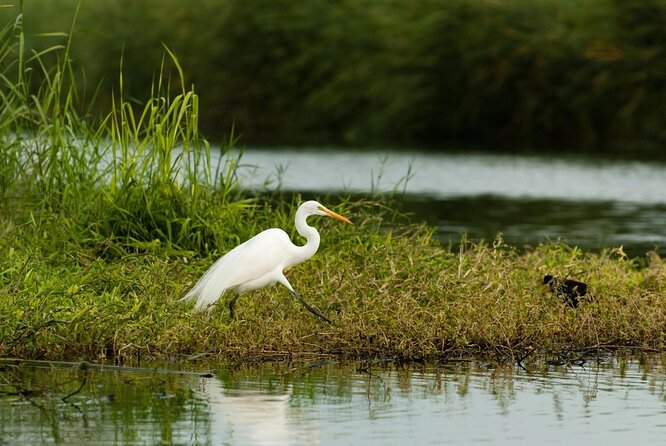 Birding San Jose Estuary Los Cabos Mexico - Your 7:00 am pickup and ride to the estuary