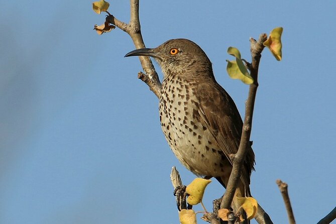 Birding San Jose Estuary Los Cabos Mexico - The value of the $200 price