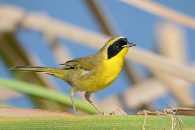 Birding San Jose Estuary Los Cabos Mexico - Who should book this Los Cabos birding tour?