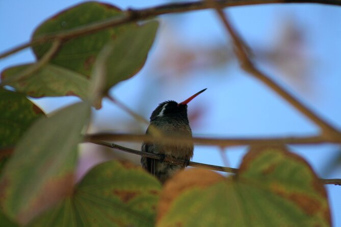 Birding San Jose Estuary Los Cabos Mexico - San Jose Estuary: the heart of the experience