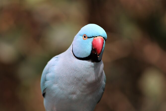 Birds of Eden Admission Ticket - Key points to know before you go