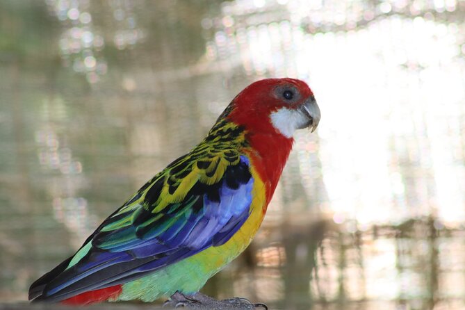 Birds of Eden Admission Ticket - Inside the 2.3-hectare free-flight aviary