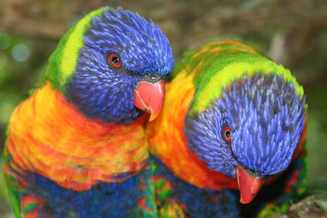 Birds of Eden Admission Ticket - Why the open setting changes the experience